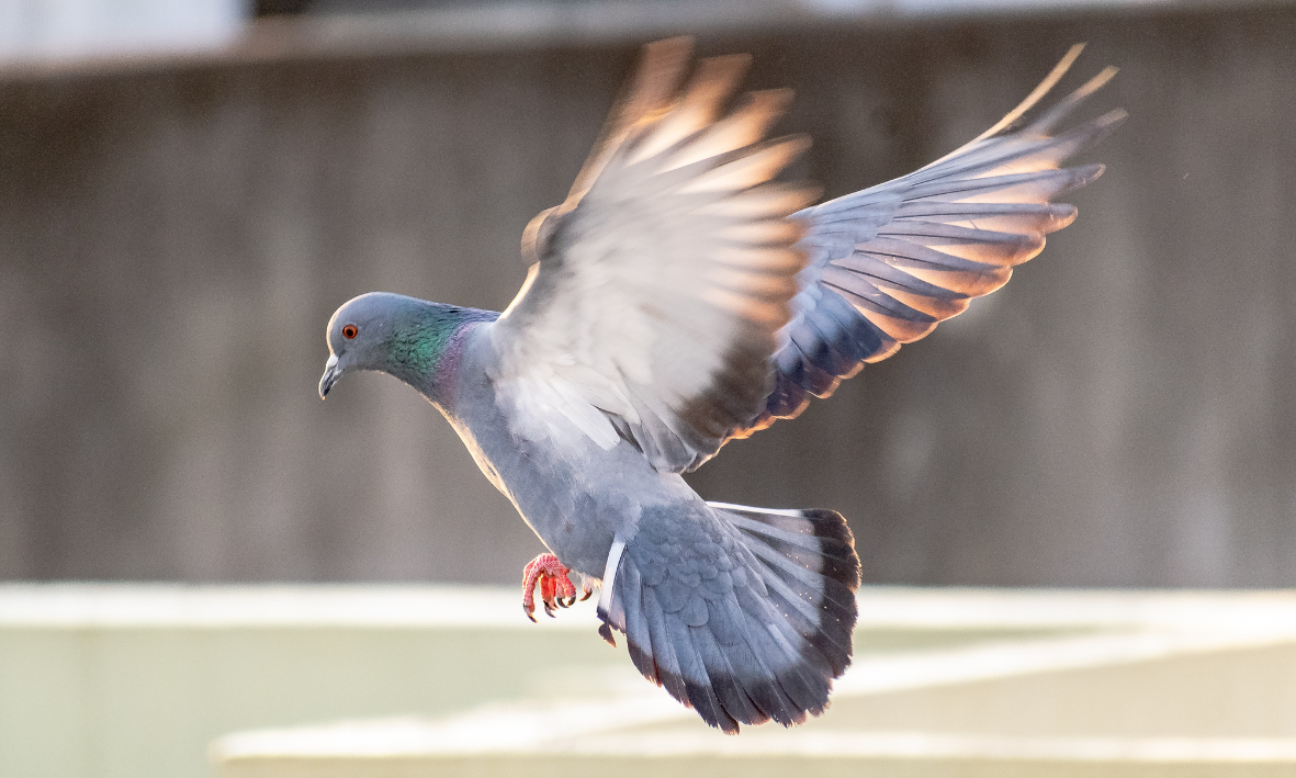 Effaroucheur pigeon Flock Off professionnel